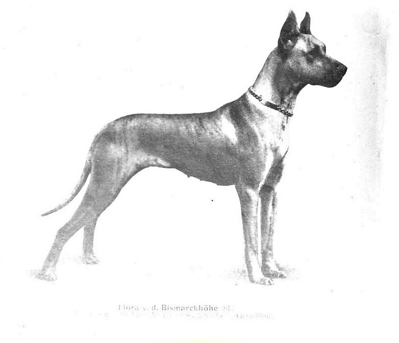 Flora vd Bismarckhohe